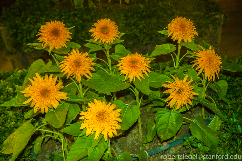 sunflowers